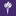New York University